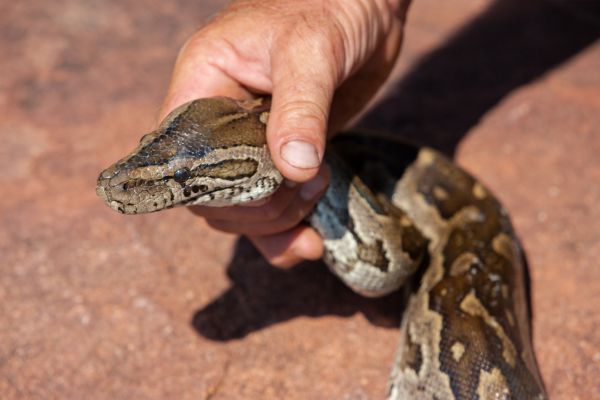 Grow your Snake Wrangler Service business