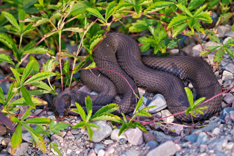Snake Wrangler Service