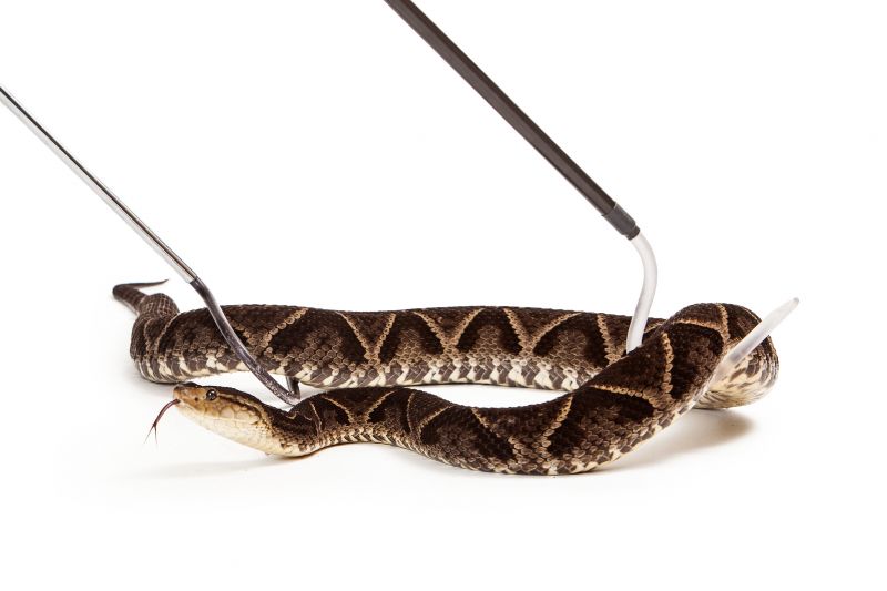 Snake Wrangler Service