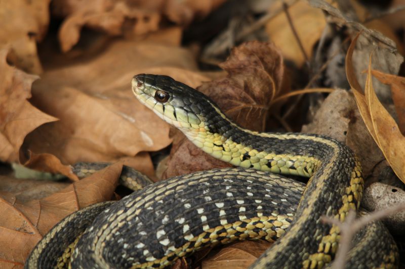 Snake Wrangler Service
