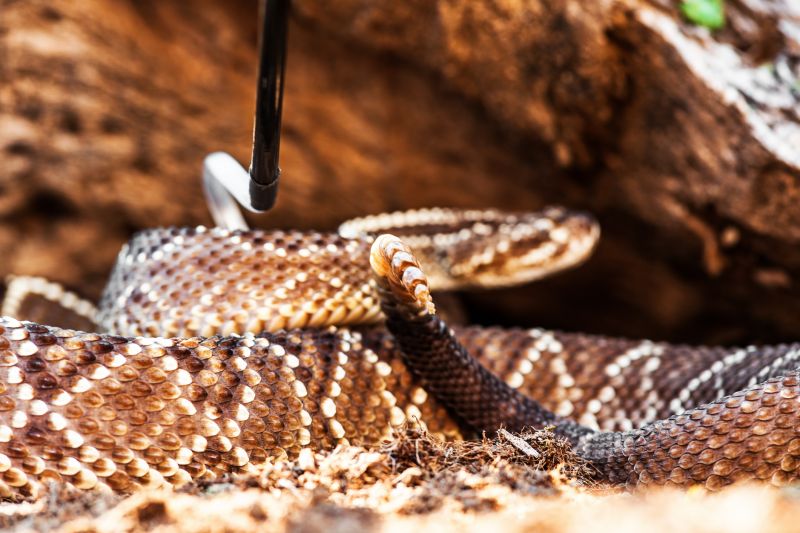 Identifying Dangerous Snakes On Residential Properties