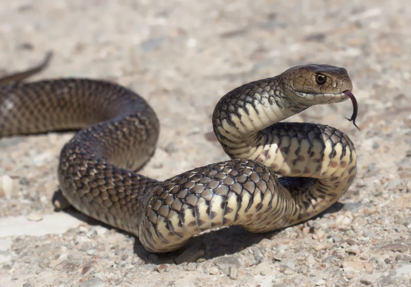 Snake Sightings In Yards: What They Mean For Homeowners