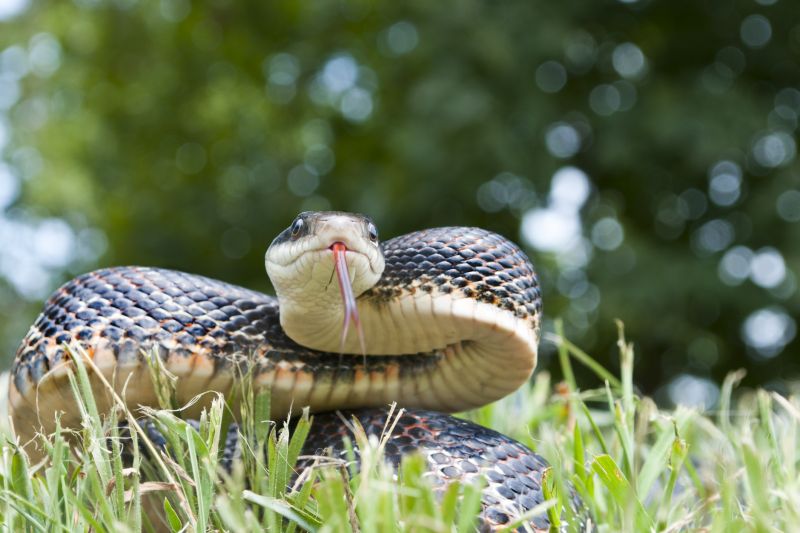Snake Sightings In Yards: What They Mean For Homeowners