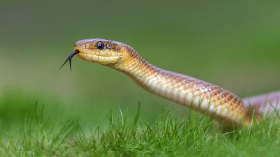 Snakes Near Your Property: What Attracts Them And When Removal Is Necessary