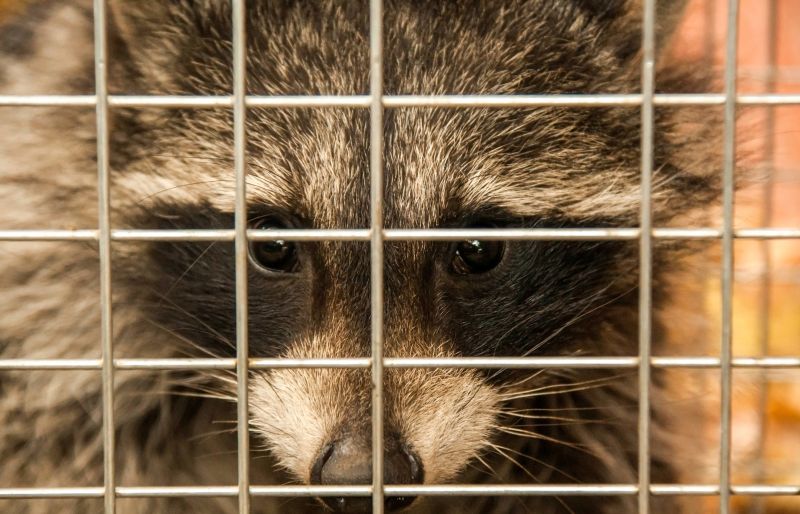 What To Expect During Professional Wildlife Removal Service
